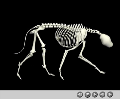 Slow motion of greyhound trotting 3D skeleton bound to optical motion capture data of greyhound trotting