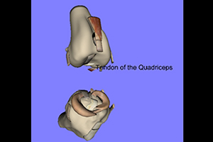 Interactive VRML Scene with labelled parts of the human knee